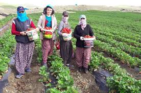 Yediveren Cilegi Ciftcinin Umudu Oldu Kahramanmaras Ta Onceden Ot Bitmeyen Arazilerde Hormonsuz Kokusu Rengi Buyukluguyle Ozel Cilek Yetistiren Ciftciler Ekim Ayi Yaklasmasina Ragmen Hasada Devam Ediyor Kahramanmaras Haberleri