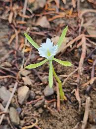 Image result for Nervilia sp.no.4