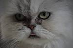 How To Clean Your Persian Cat’s Eyes | Persian Cat Corner