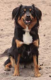 Hoe werkt het afsluiten van een verzekering een goede oostenrijkse pinscher verzekering afsluiten stelt niet veel voor. 12 Best Austrian Pincher Ideas Dogs Pinscher Animals