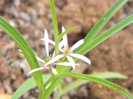 Image result for Iphigenia pauciflora