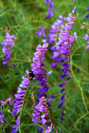 صورة عالية الدقة خالية من زهرة الربيع الطبيعة الأرجواني ملونة جميلة خضراء الأعشاب plants photo