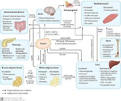 It is related to changes in muscle synthesis. Difference Between Cachexia And Sarcopenia Compare The Difference Between Similar Terms