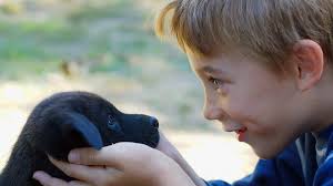 Image result for boy looking at puppy