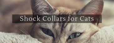 Training your dog has always been a topic open to controversy. Best Shock Collars For Cats Top 5 Cat Shock Collars