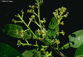 Image result for Chrysobalanaceae