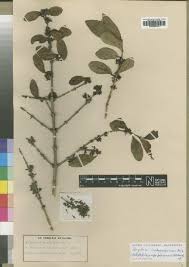 Image result for Strychnos mellodora