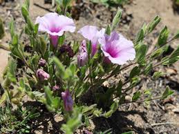 Image result for Ipomoea crassipes