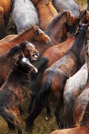 Pin On Wild Horses
