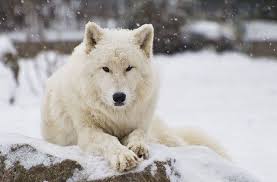 Arctic Wolf Arctic Wolf White Wolf Wolf Photos