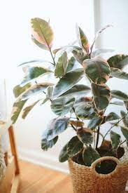 Variegated Rubber Tree Plant Wedding Party Ideas Rubber Tree Plant Big Indoor Plants Plants