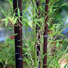 Leave enough room for a layer on top of the seeds, about half an inch. Purple Timor Black Bamboo Tree Fresh Seeds Bambusa Lako Rare Home Garden Decor Plants Growing Organic Heirloom Bamboo Seeds Moso Bamboo Seeds Bonsai Seeds