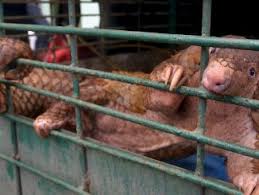We did not find results for: Pangolin Archives Le Vert