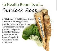 Burdock root contains insulin which feeds beneficial bacteria in the digestive system. 49 Burdock Root Ideas Burdock Root Herbalism Healing Herbs