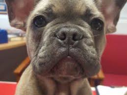 French bulldog puppies and dogs. Mr Blue Nose French Bulldog Puppy Warminster Wiltshire Pets4homes