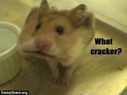 If its pics of the funniest animal photos you want, you have come to the right place. Hamster Funny Clean Quotes Quotesgram