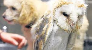 Peçeli baykuşa bakıcı şefkati