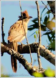 Striped cuckoo (tapera naevia), version 1.0. Passaros Hobbies Legais Saci Tapera Naevia Linnaeus 1766 Verao Tempo Quente
