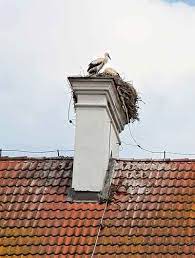Check spelling or type a new query. Animals Nests In Chimney Houston Tx Lords Chimney