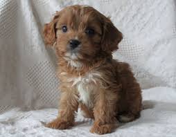 Active adopt a pet simulator codes. Adoption Pricing Riverside Puppies