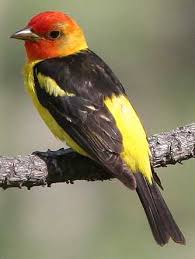 Birds Of Eastern Washington State Google Image Result For Http Www Bentler Us Eastern Washington Animals Birds Western Tanager Jpg Birds Backyard Birds Beautiful Birds