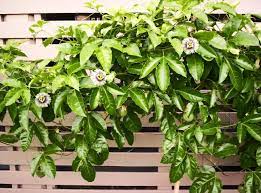 Passionfruit Vine Garden Vines Passionfruit Vine Trees To Plant