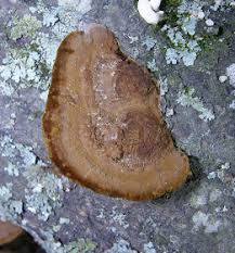Image result for Phellinus gilvus