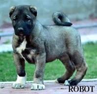 kangal yavrusu