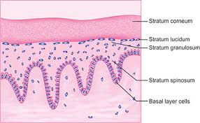 Langer'S Lines And Surgical Incisions - Medical Exam Prep