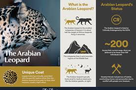 The population is thought to decline contin. Arabian Leopard