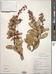 Image result for Acridocarpus natalitius