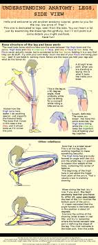 Understanding Anatomy 4 Legs Side View By Asharani Deviantart Com On Deviantart Cizimler Bacaklar