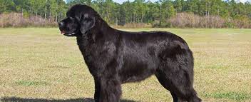 See more ideas about newfoundland puppies, puppies, newfoundland. Newfoundland Dog Dog Breed Profile Petfinder