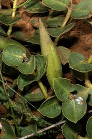 Image result for Raphionacme hirsuta