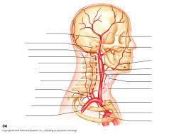 Basilar artery ophthalmic artery vertebral artery branches of the external carotid artery internal carotid artery superficial temporal artery external carotid artery maxillary artery occipital artery. Arteries Of The Head And Neck Diagram Quizlet