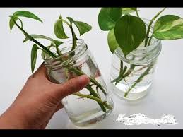 How To Grow Lucky Bamboo Can Bamboo Grow In Water Indoor Bamboo Care Urdu Hindi Youtube Bamboo Plant Care Lucky Bamboo Plants Money Plant In Water