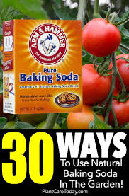 30 Ways To Use Natural Baking Soda For Plants In The Garden