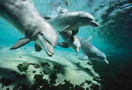 Dolphins belong to the class of whales, called odontoceti which actually means toothed whales. Dolphin Facts Pictures Britannica