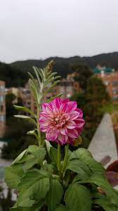 Flower Dahlia Flowers Blossom