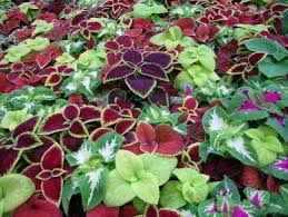 Image result for Coleus