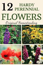 Perhaps the biggest showstopping perennial of them all is rose mallow, which is a hardy form of hibiscus. The Best Perennial Flowers To Brighten Up Your Garden In Summers Hardy Perennials Best Perennials Flowers Perennials