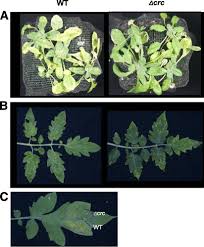 Image result for tomato seedling pseudomonas syringae pv tomato symptoms