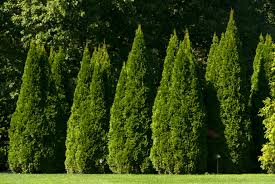 The green giant and emerald green thujas are the two common tree species native to north america and are widely distributed. Tip Of The Week Green Screen Options Plant Talk