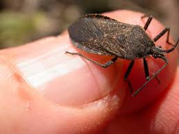 Plants that repel squash bugs. How To Prevent Squash Bugs In The Garden Naturally Gardensall