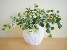 We did not find results for: Several Miniature Tree Varieties That Thrive Indoors Southeast Agnet