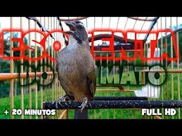 Canto De Trinca Ferro No Mato Melhor Esquenta Trinca Ferro E O Do Mato Trinca Ferro Bolsonaro No Mato 2019 Youtube Em 2020 Trinco Mato Ferro