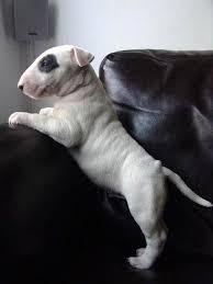 Brwneyedgrl0404 S Image English Bull Terrier Puppy Bull Terrier Puppy Bull Terrier