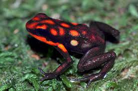 Image result for Warneckea cordiformis