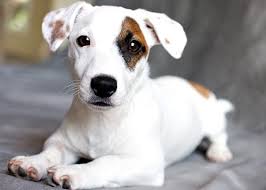 I joined this adventure with jana crawford to bring awareness to what seemed to be the forgotten original family member of the short leg jack russell terrier. Jack Russell Puppies Near Me Page 1 Line 17qq Com