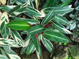 Folia house is melbourne's leading indoor plant shop, offering a wide range of plants and pots. Ctenanthe Wikipedia